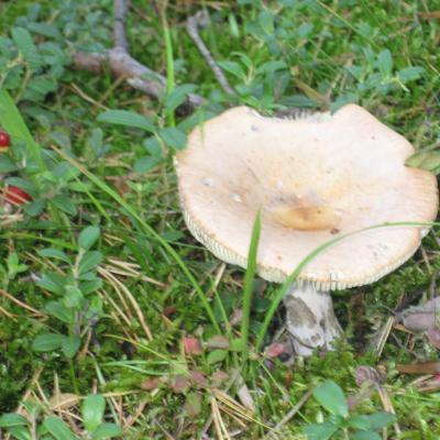 Mahtavat sienimaastot